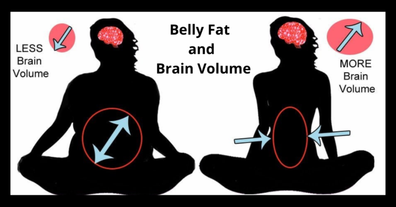 Smaller Brain Size Leads To More Belly Fat | Get More Information Now