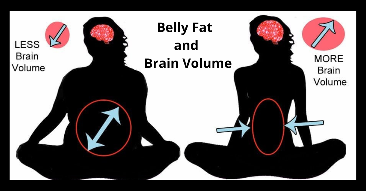 Belly Fat and Brain Volume